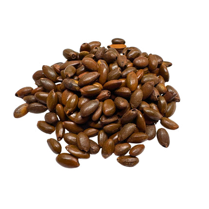 Nasiona Mleczyny Nadmorskiej - Mimusops Caffra