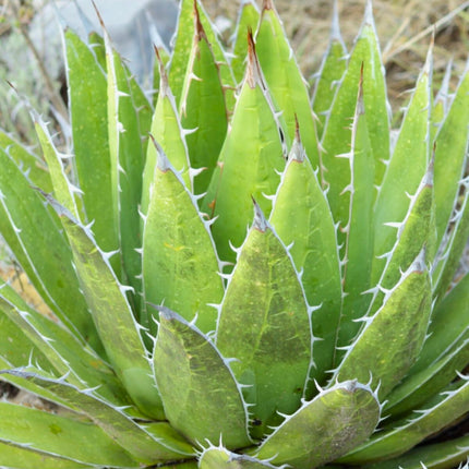 Nasiona Agawy Górskiej - Agave Montana
