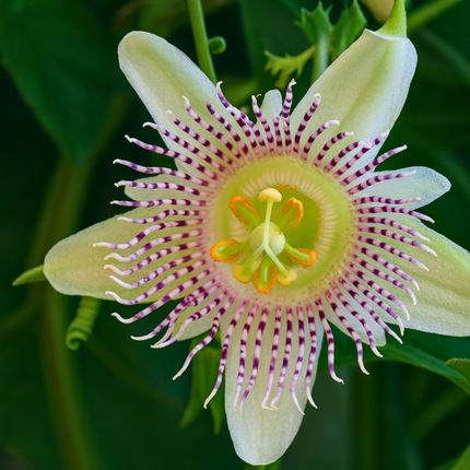 Nasiona Męczennicy Adenopoda - Passiflora Adenopoda