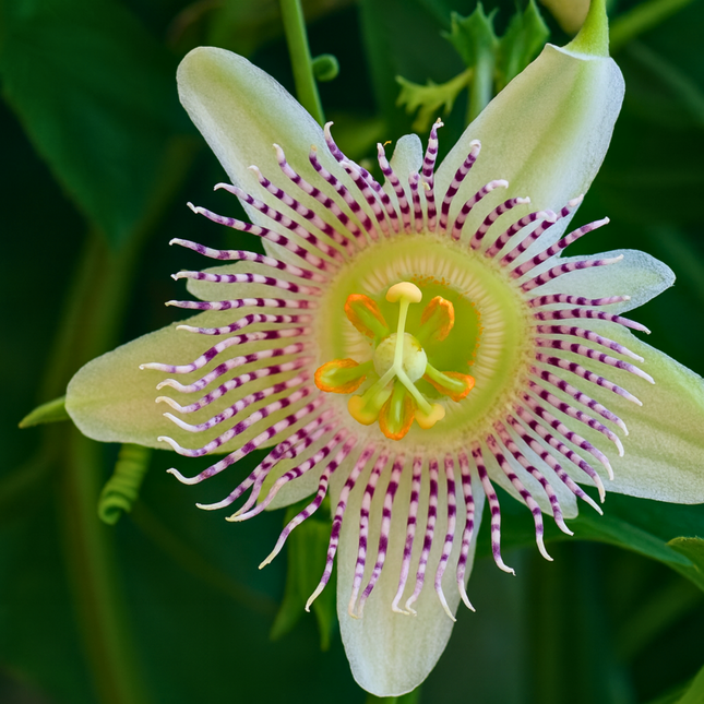 Nasiona Męczennicy Adenopoda - Passiflora Adenopoda
