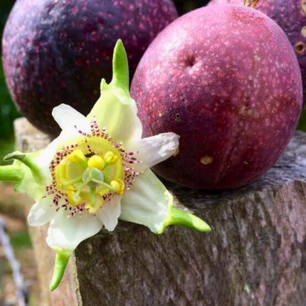 Nasiona Męczennicy Adenopoda - Passiflora Adenopoda