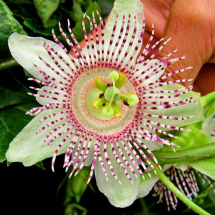Nasiona Męczennicy Adenopoda - Passiflora Adenopoda