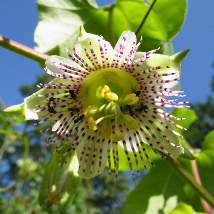 Nasiona Męczennicy Adenopoda - Passiflora Adenopoda