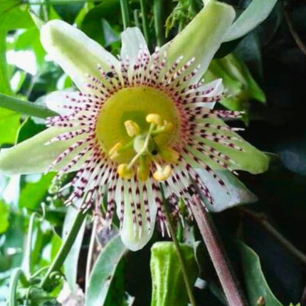 Nasiona Męczennicy Adenopoda - Passiflora Adenopoda