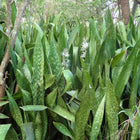 Nasiona Dracaeny Zebra (Sansevieria metallica)