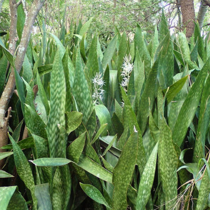 Nasiona Dracaeny Zebra - Sansevieria Metallica