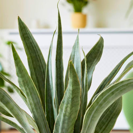 Nasiona Dracaeny Zebra - Sansevieria Metallica
