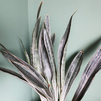 Nasiona Dracaeny Zebra - Sansevieria Metallica