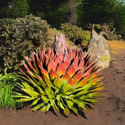 Nasiona Agawy Górskiej - Agave Montana