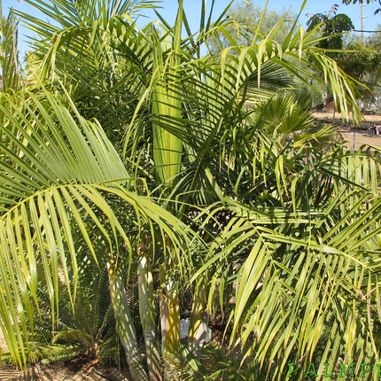 Nasiona Palmy Trzcinowej - Dypsis Baronii