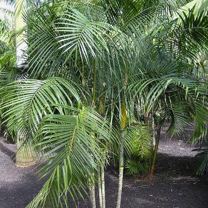 Nasiona Palmy Trzcinowej - Dypsis Baronii