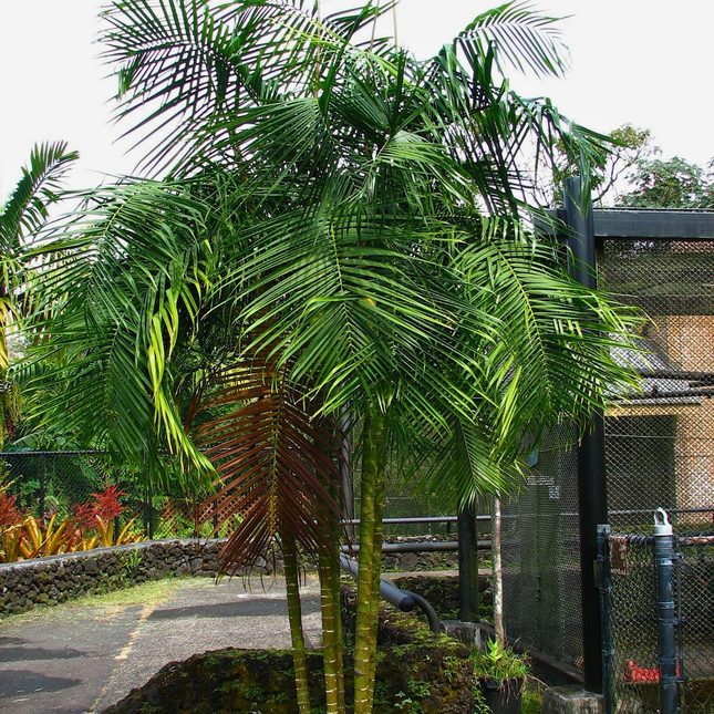 Nasiona Palmy Trzcinowej - Dypsis Baronii