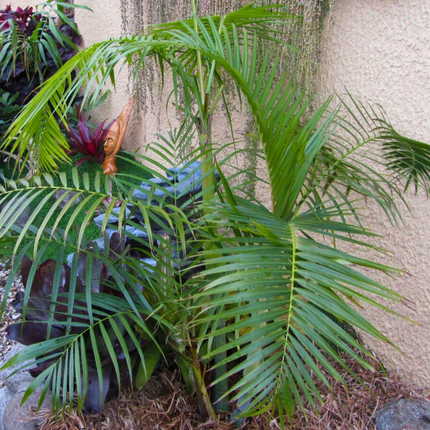 Nasiona Palmy Trzcinowej - Dypsis Baronii