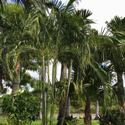 Nasiona Palmy Trzcinowej - Dypsis Baronii