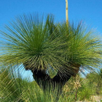 Nasiona Drzewa Trawiastego - Xanthorrhoea Preissii