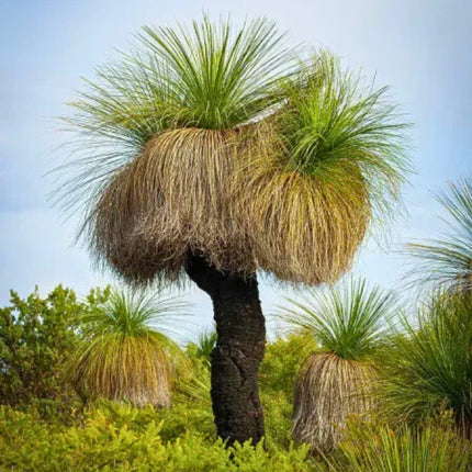 Nasiona Drzewa Trawiastego - Xanthorrhoea Preissii