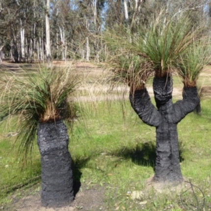 Nasiona Drzewa Trawiastego - Xanthorrhoea Preissii