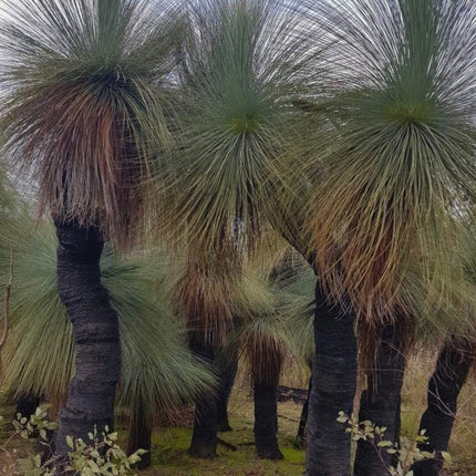 Nasiona Drzewa Trawiastego - Xanthorrhoea Preissii