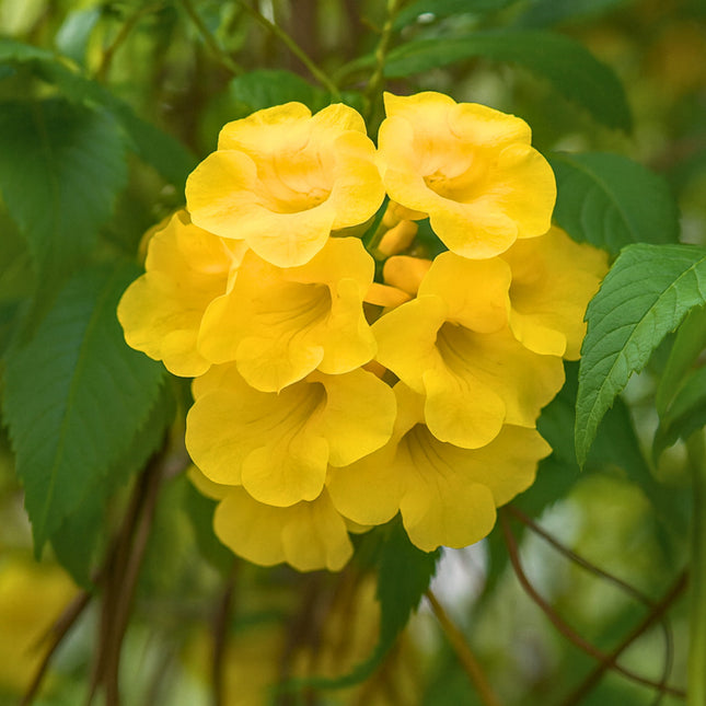 Nasiona Złotego Drzewa Trąbkowego - Tabebuia Chrysotricha