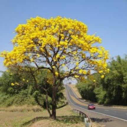 Nasiona Złotego Drzewa Trąbkowego - Tabebuia Chrysotricha