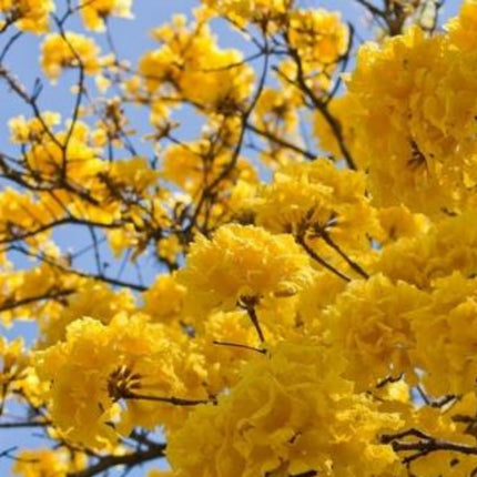 Nasiona Złotego Drzewa Trąbkowego - Tabebuia Chrysotricha