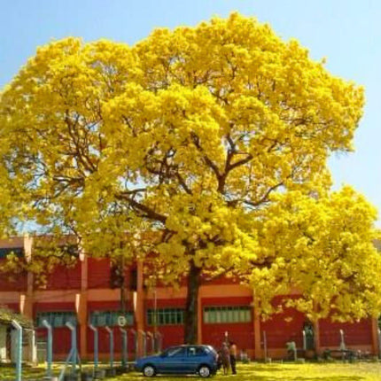Nasiona Złotego Drzewa Trąbkowego - Tabebuia Chrysotricha