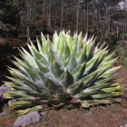 Nasiona Agawy Górskiej (Agave montana)