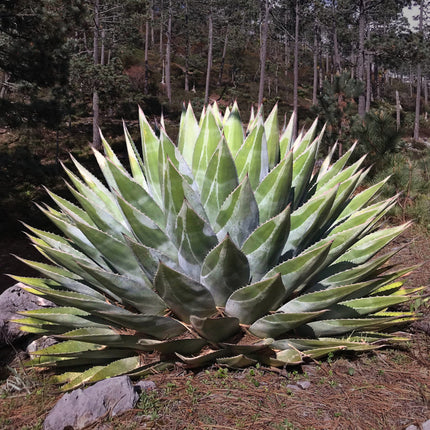 Nasiona Agawy Górskiej - Agave Montana