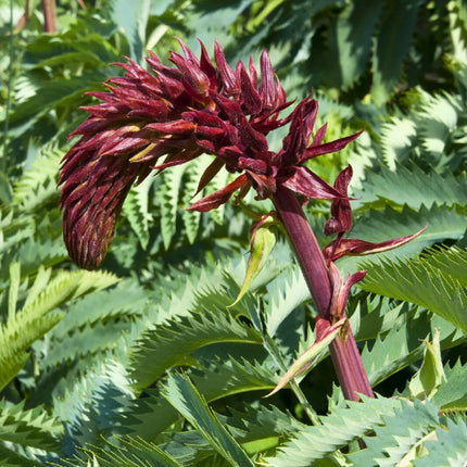 Nasiona Miodokwiatu Większego - Melianthus Major