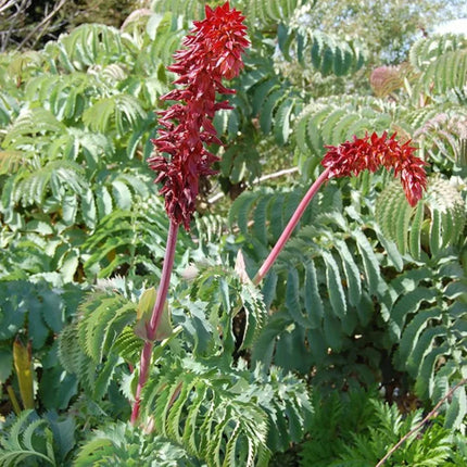 Nasiona Miodokwiatu Większego - Melianthus Major