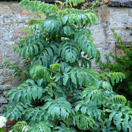 Nasiona Miodokwiatu Większego - Melianthus Major