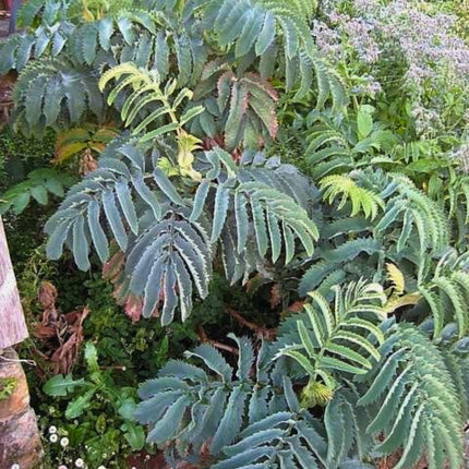 Nasiona Miodokwiatu Większego - Melianthus Major