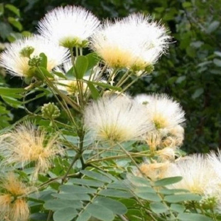 Nasiona Albicji Białej - Albizia Guachapele