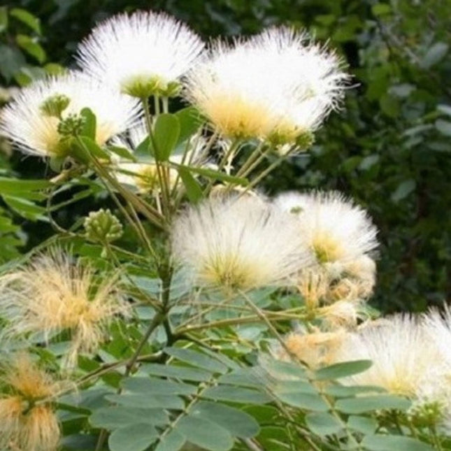 Nasiona Albicji Białej - Albizia Guachapele