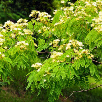 Nasiona Albicji Białej - Albizia Guachapele