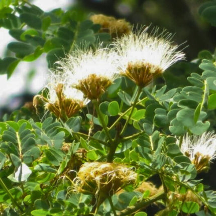 Nasiona Albicji Białej - Albizia Guachapele