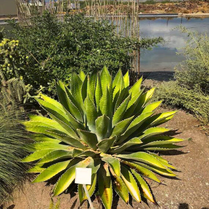 Nasiona Agawy Górskiej - Agave Montana