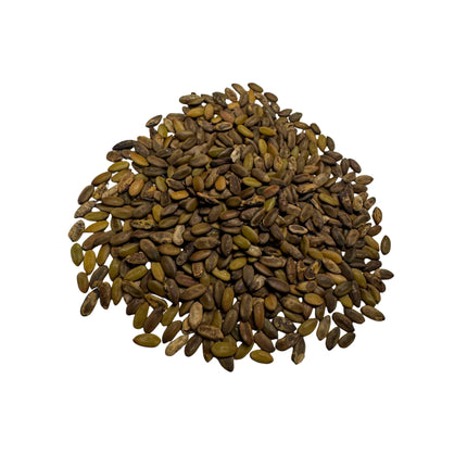 Nasiona Czarnej Mimozy - Mimosa Pigra