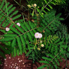 Nasiona Czarnej Mimozy (Mimosa pigra)