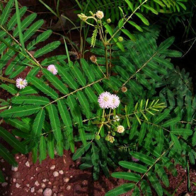 Nasiona Czarnej Mimozy - Mimosa Pigra