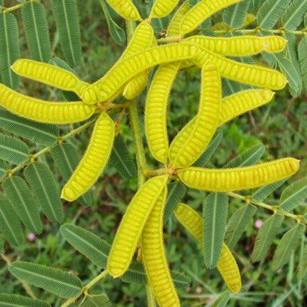 Nasiona Czarnej Mimozy - Mimosa Pigra