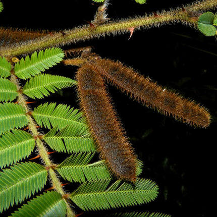 Nasiona Czarnej Mimozy - Mimosa Pigra