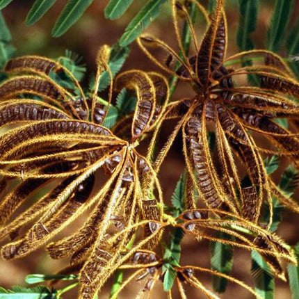 Nasiona Czarnej Mimozy - Mimosa Pigra