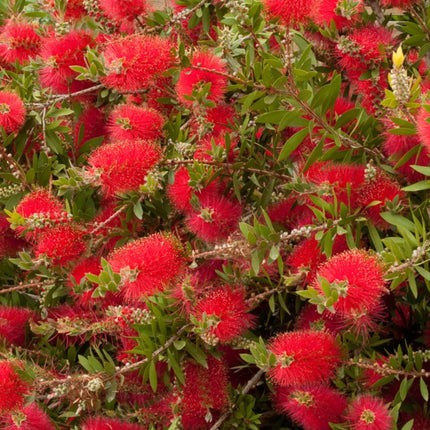 Nasiona Kuflika Cytrynowego - Callistemon Citrinus