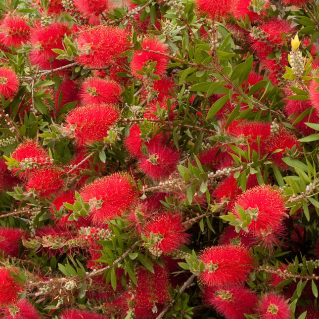 Nasiona Kuflika Cytrynowego - Callistemon Citrinus