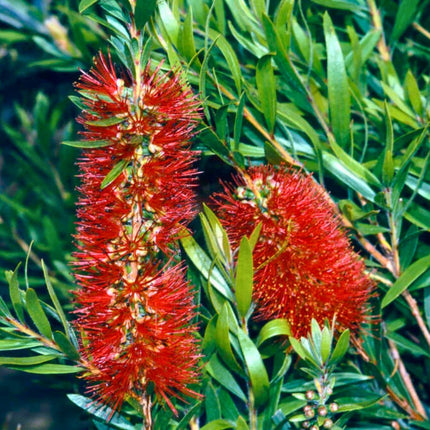 Nasiona Kuflika Cytrynowego - Callistemon Citrinus