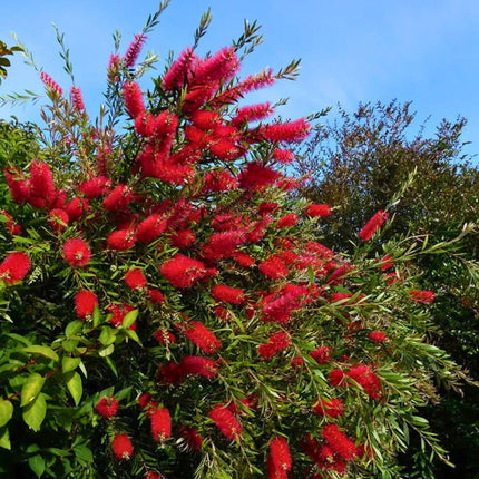 Nasiona Kuflika Cytrynowego - Callistemon Citrinus