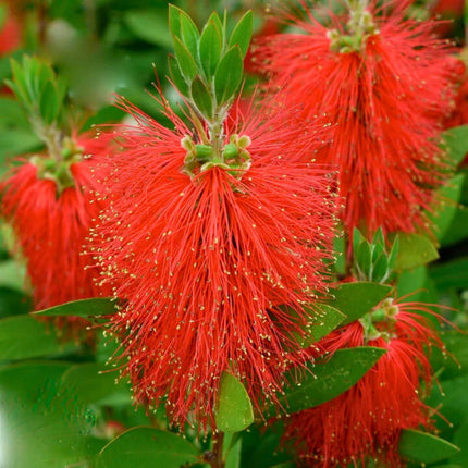 Nasiona Kuflika Cytrynowego - Callistemon Citrinus