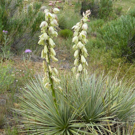 Nasiona Mrozoodpornej Juki Srebrzystej - Yucca Glauca