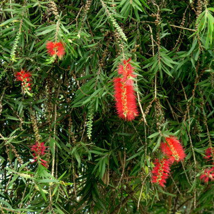 Nasiona Kuflika Okazałego - Callistemon Speciosus